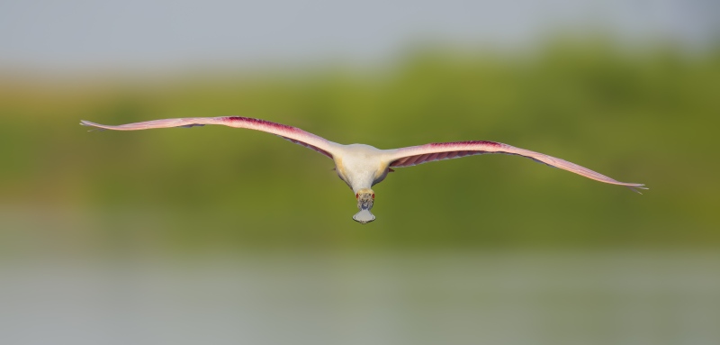 Roseate-Spoonbill-3200-flat-flight-_DSC0362-Stick-Marsh-Fellsmere-FL-Enhanced-NR