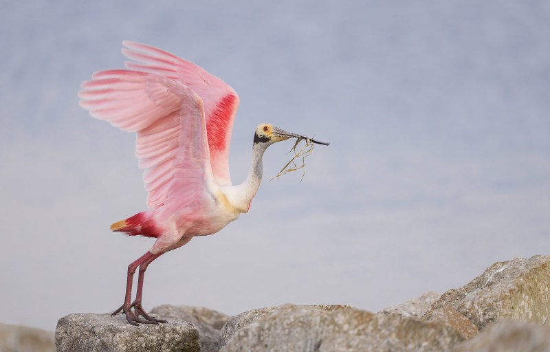 Roseate-Spoonbill-3200-taking-flight-with-dried-grasses-for-nest-_DSC4484-Stick-Marsh-Fellsmere-FL