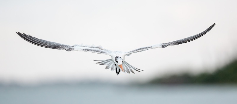 Royal-Tern-3200-juvenile-flight-pano-_DSC6906-Sebastian-Inlet-FL