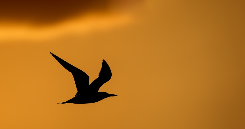 Royal-Tern-3200-sunset-silhouette-EUGEN-_DSC3833-Sebastian-Inlet-FL
