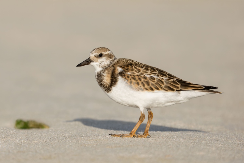 Ruddy-Turnstone-3200-fresh-juvenal-plumage-_DSC5719-Long-Beach-LI-NY-Enhanced-NR
