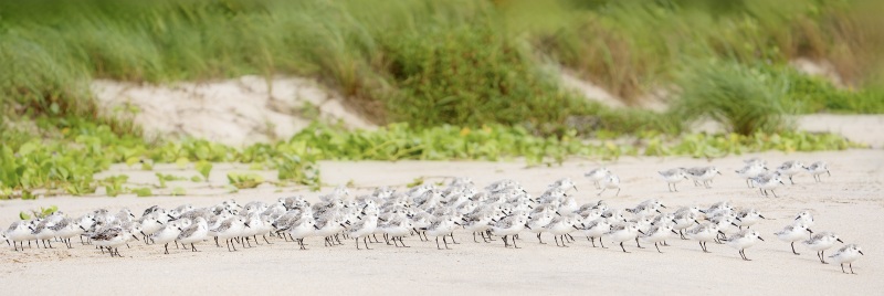 Sanderling-3200-flock-on-beach-_DSC0017-Sebastian-Inlet-FL Sanderling-3200-flock-on-beach-_DSC0017-Sebastian-Inlet-FL