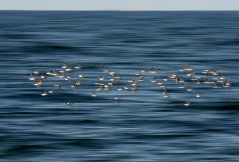 Sanderling-3200-flock-pan-blur-_DSC1296-Nickerson-Beach-Park-Lido-Beach-LI-NY-Enhanced-NR