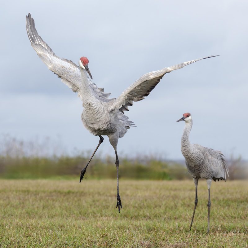 Sandhill-Crane-2400-showing-off-to-mate-as-last-years-colt-looks-on-_DSC2890-Indian-Lake-Estates-FL-