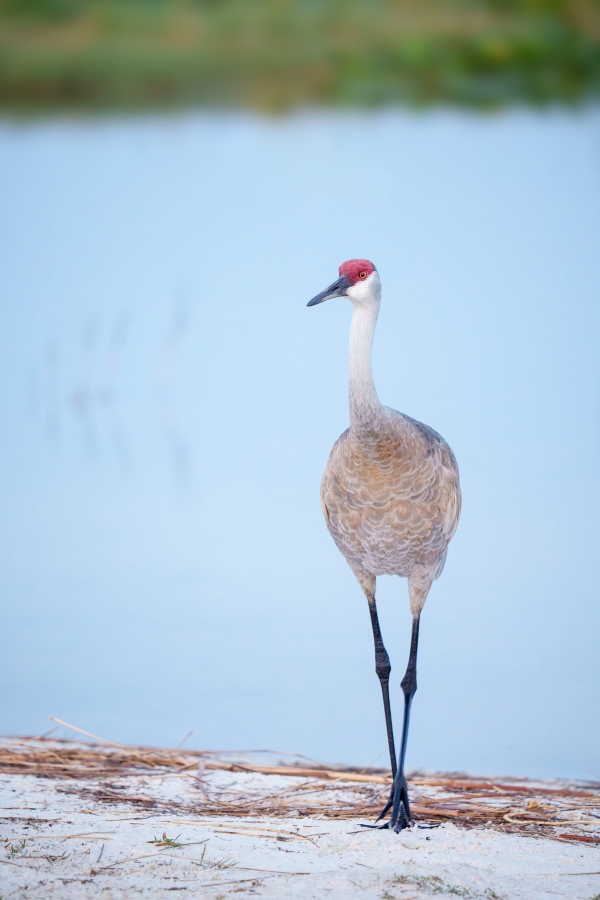 Sandhill-Crane-3200-a-adult-walking-high-ISO-_DSC8110-Indian-Lake-Estates-FL