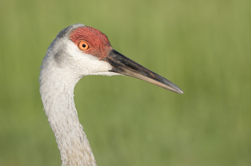 Sandhill-Crane-3200-adult-head-and-neck-portrait-_DSC7637-Indian-Lake-Estates-FL