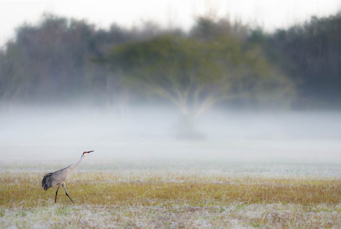 Sandhill-Crane-3200-and-ground-fog-_DSC0412-Indian-Lake-Estates-FL-