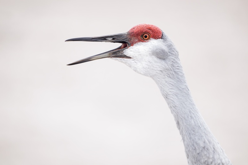 Sandhill-Crane-3200-calling-in-fog-_DSC1860-Indian-Lake-Estates-FL-