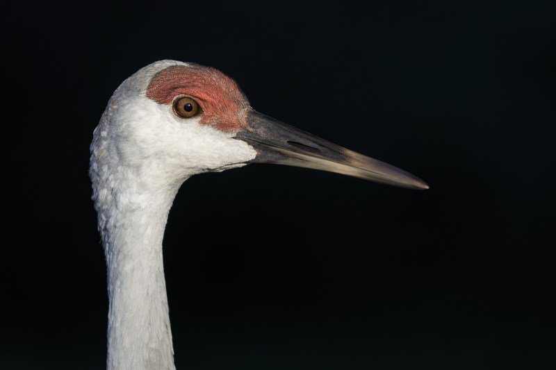 Sandhill-Crane-3200-colt-8-months-old-head-portrait-_DSC8095-Indian-Lake-Estates-FL