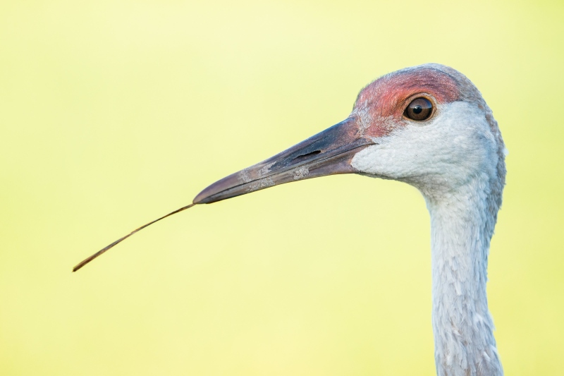 Sandhill-Crane-3200-colt-about-six-months-old-_DSC3324-Indian-Lake-Estates-FL