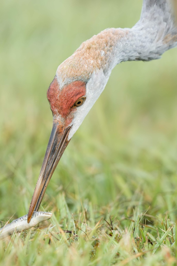 Sandhill-Crane-3200-juvenile-scavening-Glass-Lizard-_DSC6335-Indian-Lake-Estates-FL