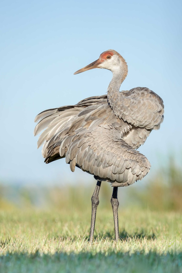 Sandhill-Crane-3200-six-month-old-colt-preening-pose-_DSC8008-Indian-Lake-Estates-FL