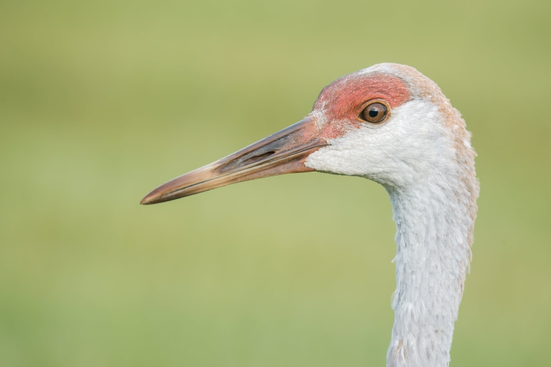 Sandhill-Crane-3200A-six-month-old-juvenile-_DSC6765-Indian-Lake-Estates-FL