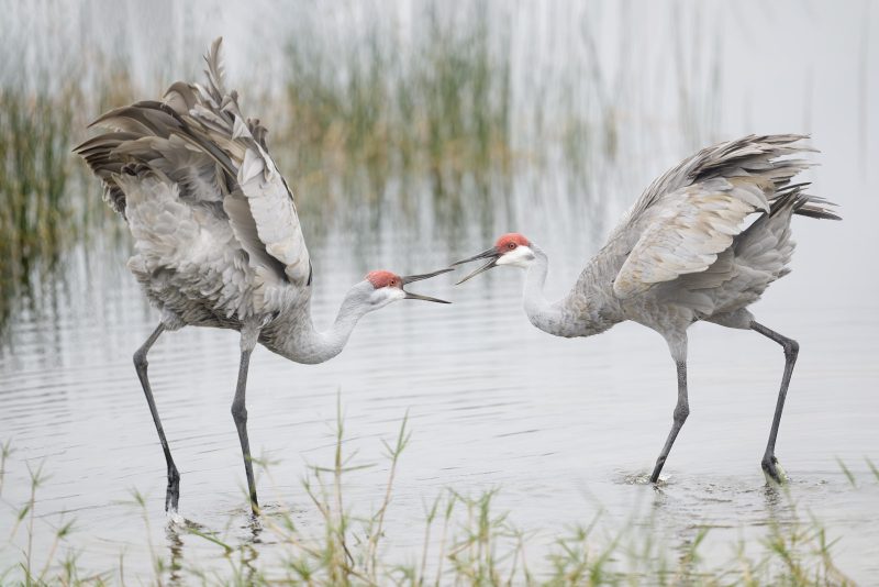 Sandhill-Cranes-3200-courtship-jousting-_DSC1488-Indian-Lake-Estates-FL-