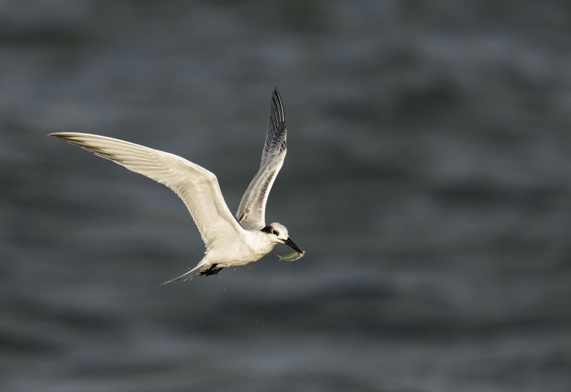 Sandwich-Tern-3200-with-small-baitfish-_DSC2946-Sebastian-Inlet-FL