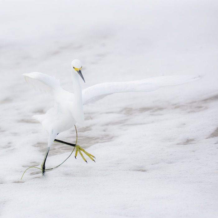 Snowy-Egret-2400-1-year-old-dancing-in-surf-_DSC0839-Sebastian-Inlet-State-Park-FL