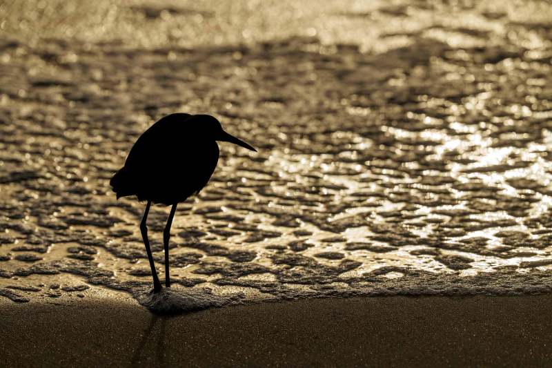 Snowy-Egret-3200-backlit-at-sunrise-_DSC1684-Sebastian-Inlet-State-Park-FL