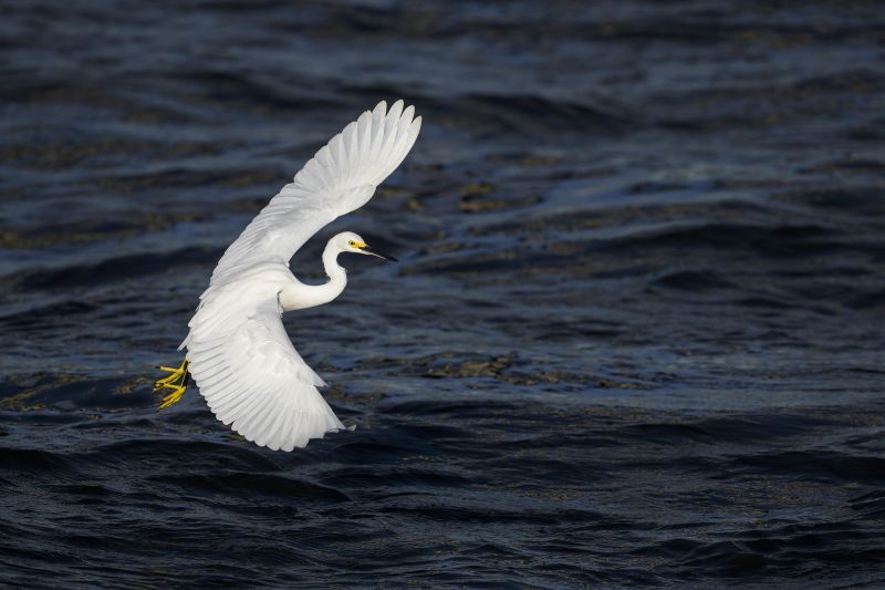 Snowy-Egret-3200-in-flight-_DSC7413-Sebastian-Inlet-State-Park-FL