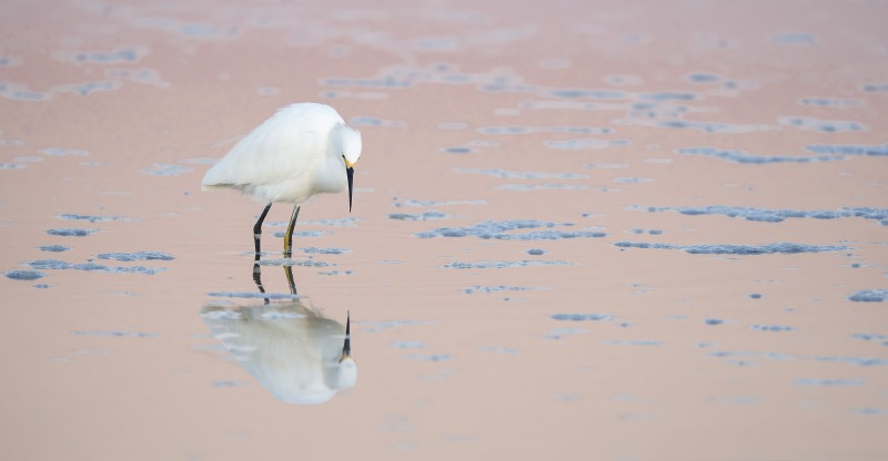 Snowy-Egret-3200-in-pink-dawn-water-JIM-MILLER-_DSC3503