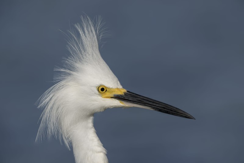 Snowy-Egret-3200-with-crest-raised-1600mm-_DSC9720-Sebastian-Inlet-FLA