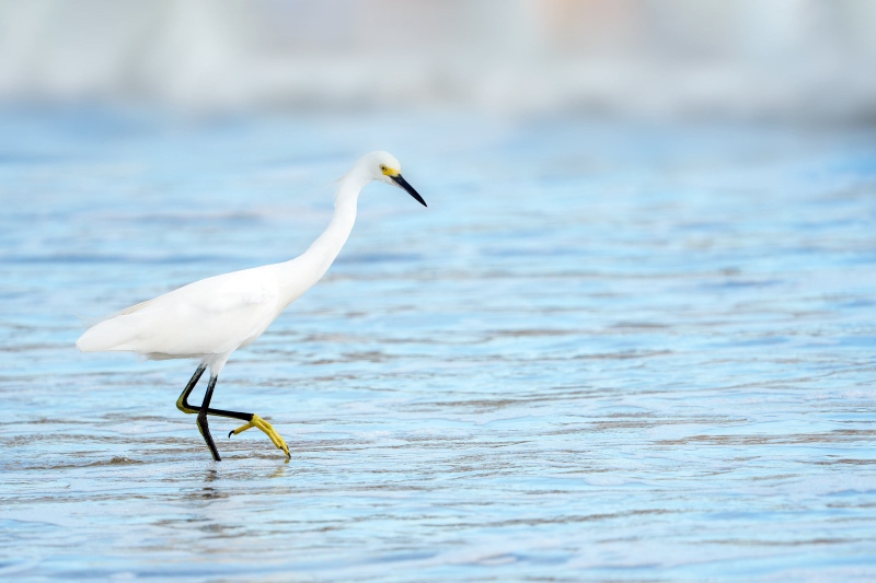 Snowy-Egret-A-3200-hunting-in-surf-EUGEN-_DSC7707-Sebastian-Inlet-FL