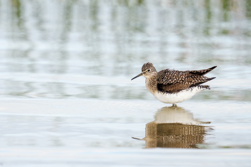 Solitary-Sandpiper-3200-_DSC2995-Indian-Lake-Estates-FL-