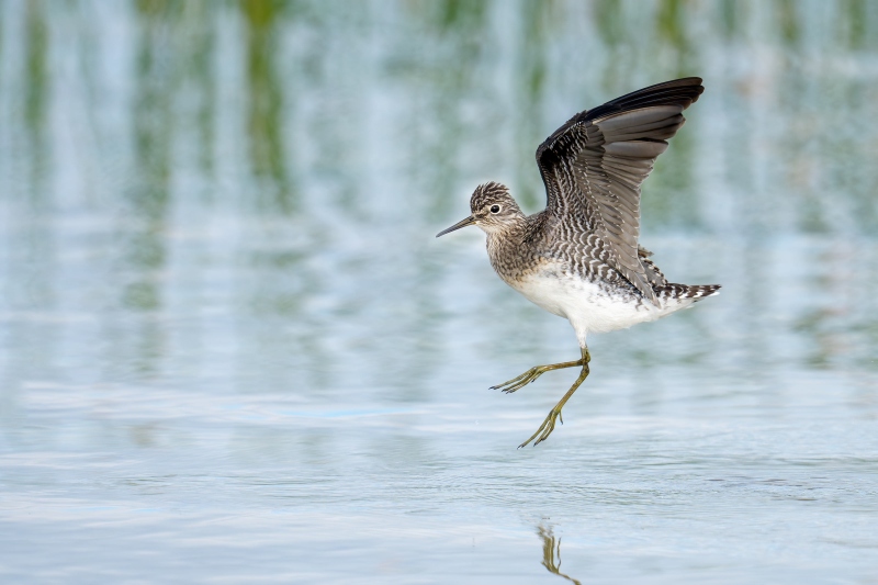 Solitary-Sandpiper-3200-head-replaced-jumping-_DSC3243-Indian-Lake-Estates-FL-Enhanced-NR