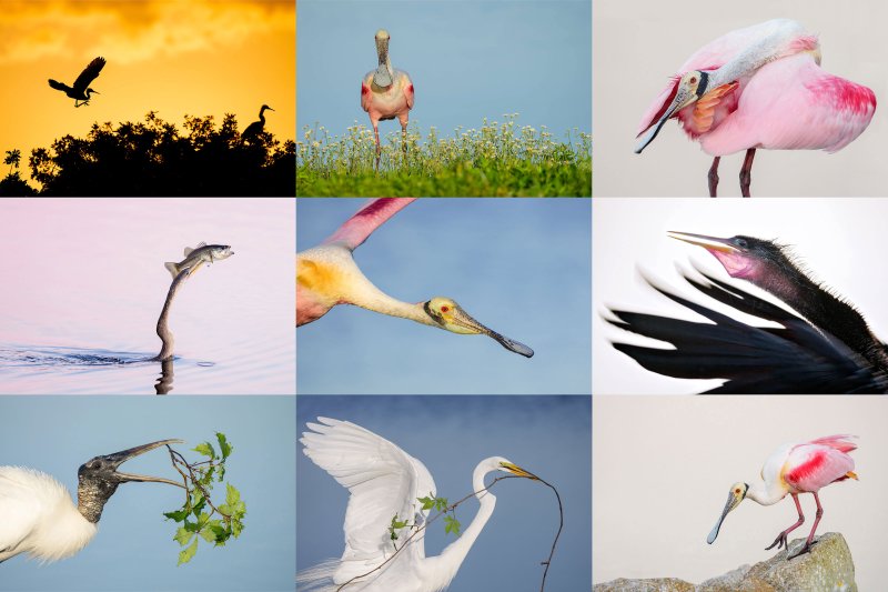 Stick-Marsh-card-II-2025