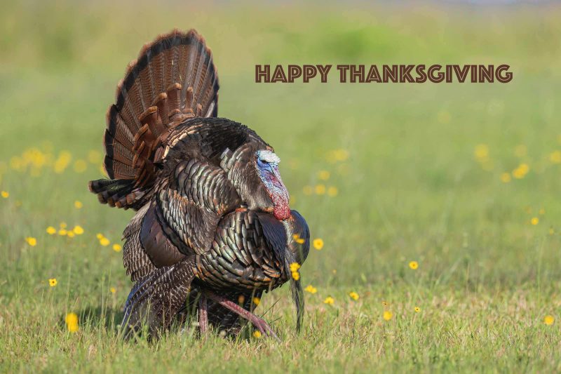 Thanksgiving-Wild-Turkey-3200-tom-displaying-_A1G6631-Indian-Lake-Estates-FL