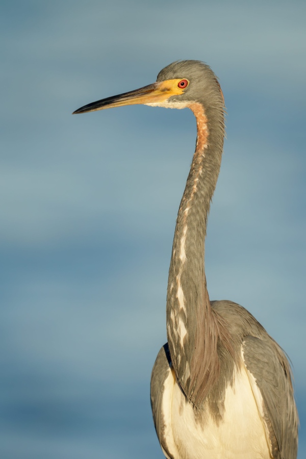 Tricolored-Heron-3200-adult-non-breeding-head-and-shoulders-_DSC4724-Sebastian-Inlet-FL-Enhanced-NR