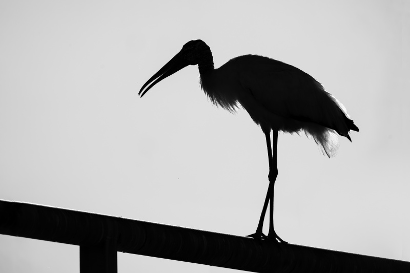 White-Ibis-3200-backlit-on-railing-_DSC9851-Sebastian-Inlet-FL