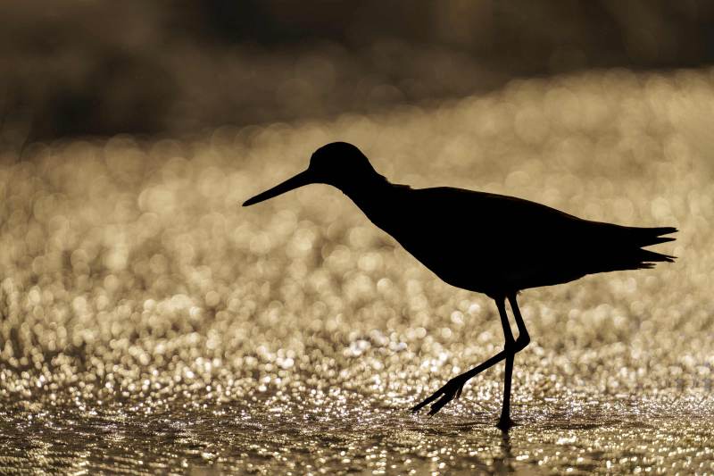 Willet-3200-backlit-blasting-highlights-_DSC0245-Sebastian-Inlet-FLA Willet-3200-backlit-blasting-highlights-_DSC0245-Sebastian-Inlet-FLA