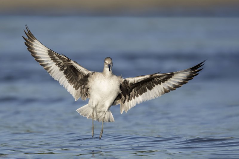 Willet-3200-braking-to-land-INORG-_DSC6736-Sebastian-Inlet-FL