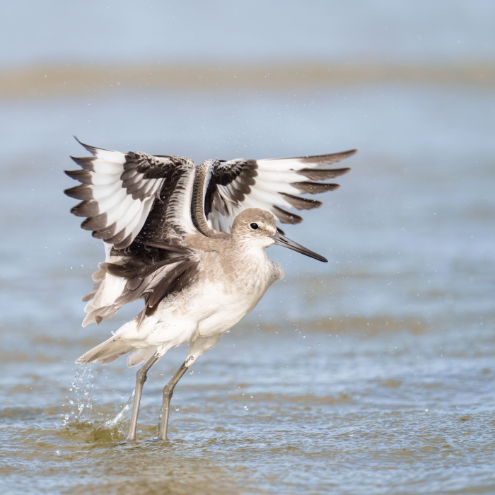 Willet-3200-flapping-after-bath-_DSC1869-Sebastian-Inlet-FL-Enhanced-NR