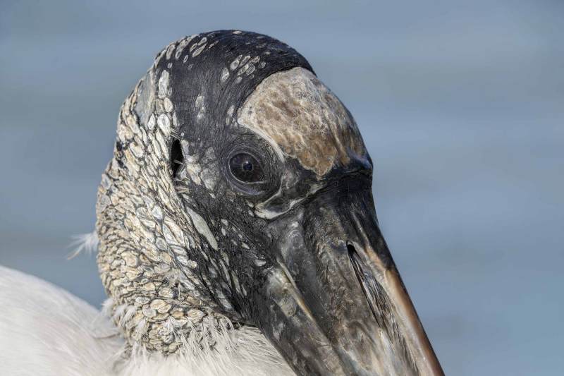 Wood-Stork-3200-face-detail-_DSC0034-Sebastian-Inlet-FL
