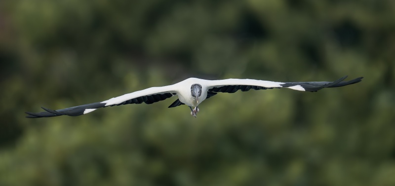 Wood-Stork-3200-flat-flight-_DSC2442-Sebastian-Inlet-FL