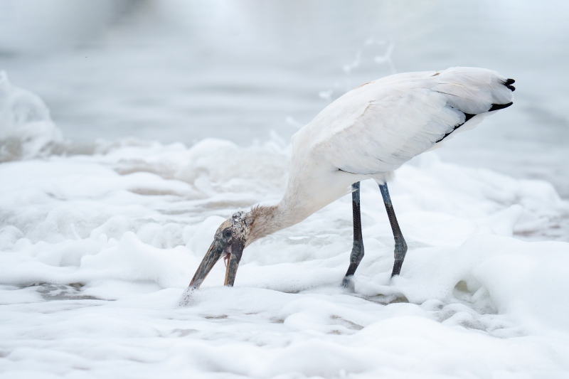 Wood-Stork-3200-foraging-in-surf-_DSC9172-Sebastian-Inlet-FL-Enhanced-NR