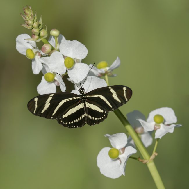 Zebra-Butterfly-3200-on-wetlands-flower-_DSC4558-Loxahatche-NWR-FL