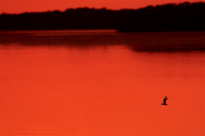 Least-Tern-with-fish-at-sunset-_BUP4962--Fort-DeSoto-Park,-Tierra-Verde-FL-1