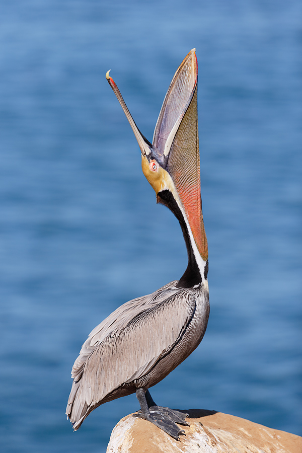 brown-pelican-head-throw-_y7o3211-lajolla-ca