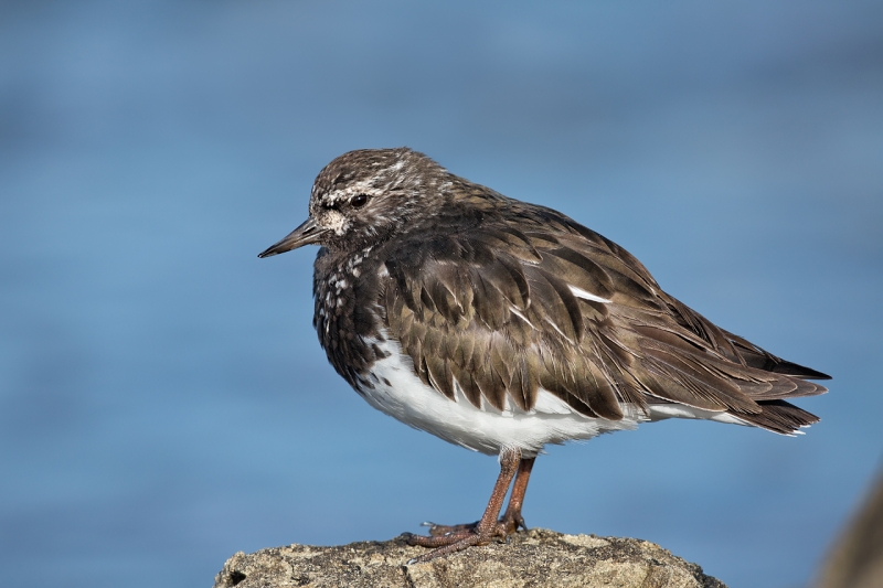 black-turnstone-on-rock-_a1c4406-morro-bay-ca