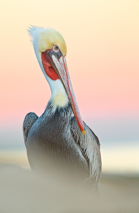 brown-pelican-in-peach-heaven-no-flash-_y9c8777-la-jolla-ca