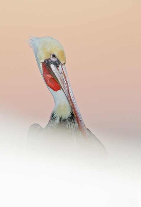 brown-pelican-in-pink-heaven-_y9c8780-la-jolla-ca