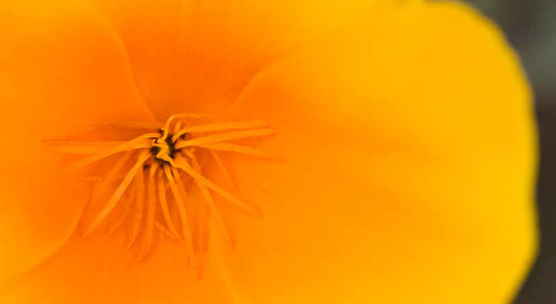 californai-poppy-stamens-pano-_a1c3595-morro-bay-ca