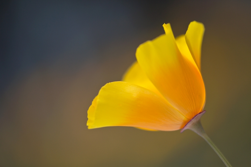 california-poppy-isolated180-macro-_a1c3639-morro-bay-ca