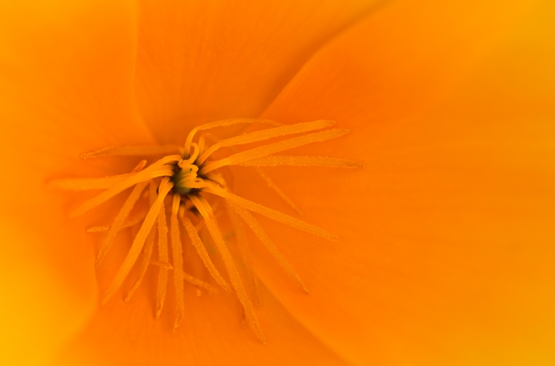 california-poppy-stamens-_a1c3533-morro-bay-ca