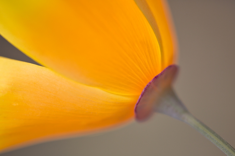 california-poppy-tight-sepal-image-_a1c3609-morro-bay-ca