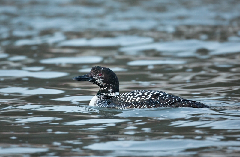 common-loon-molting-5d-iii-iso-3200-_a1c2573-morro-bay-ca