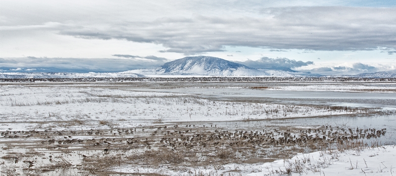 dunlin-flock-2-frame-panorama-_w3c3654-lower-klamath-nwr-ca