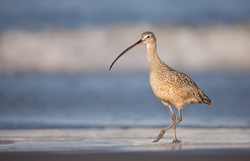 long-billed-curlew-from-ground-level-_a1c1886-morro-bay-ca